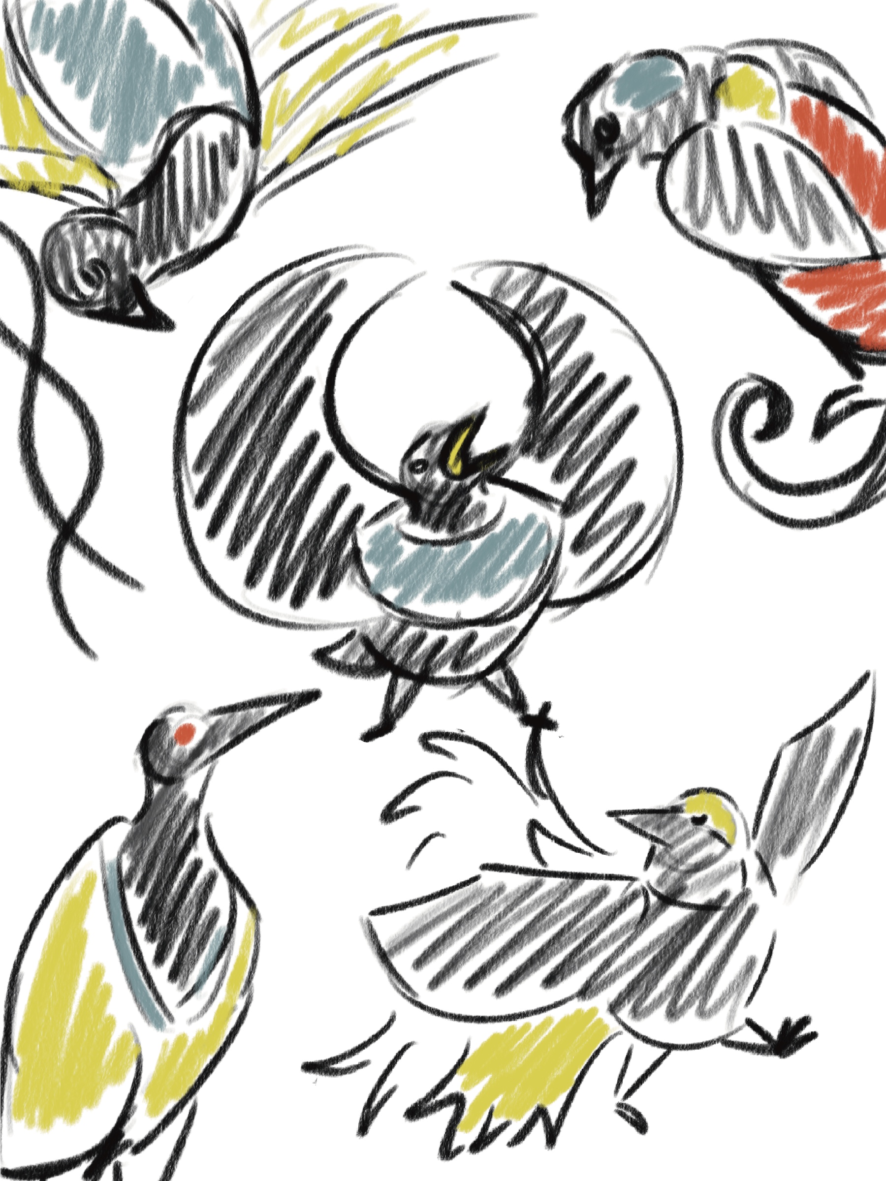 Various scribbled birds of paradise while keeping within a limited 4 color palette